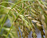Non-GMO Medium &amp; Short Grain Rice